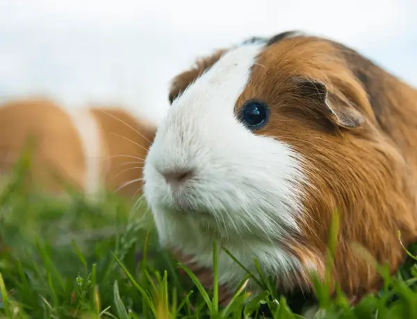 Is Celery Good For Guinea Pigs