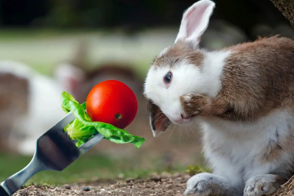 Can Rabbits Have Tomatoes
