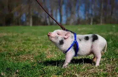 How To Catch Pigs