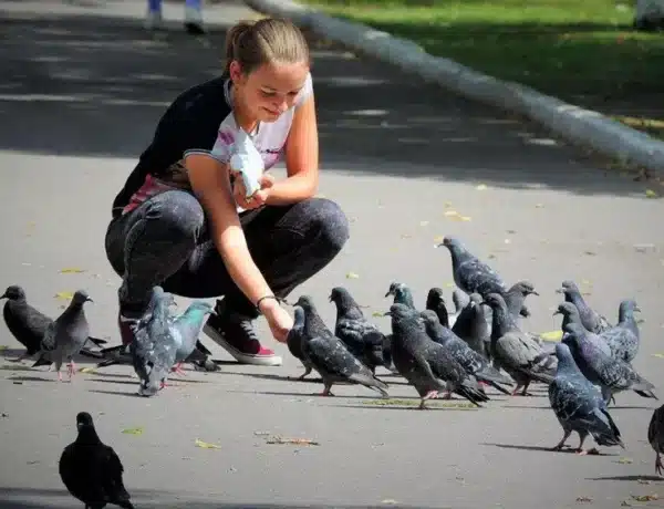 What To Feed To Pigeons
