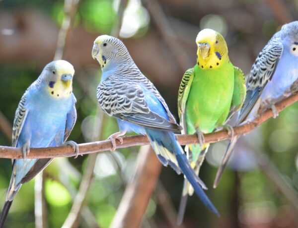 Can A Parakeet Survive In The Wild
