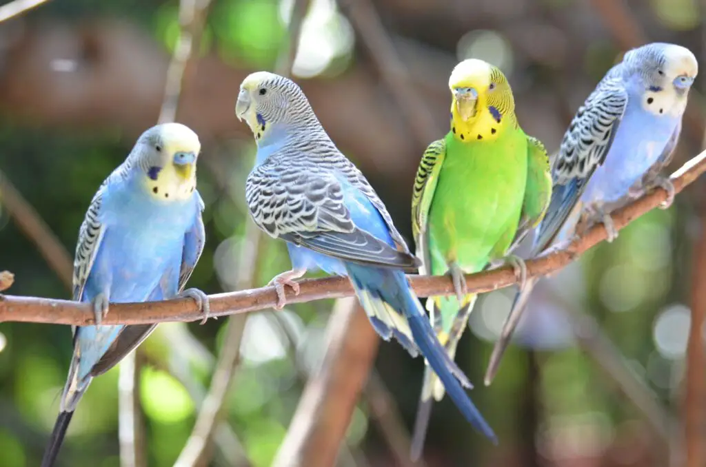 Are Parakeets Loud