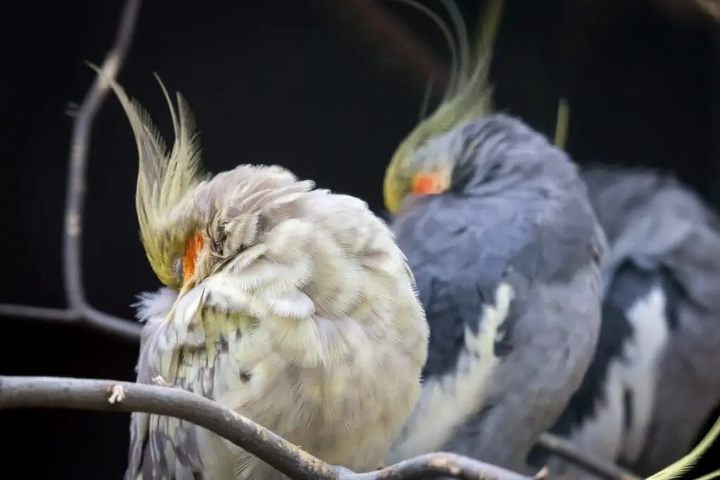 How Much Sleep Do Cockatiels Need