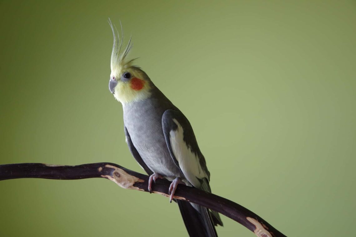 What Does A Cockatiel Look Like