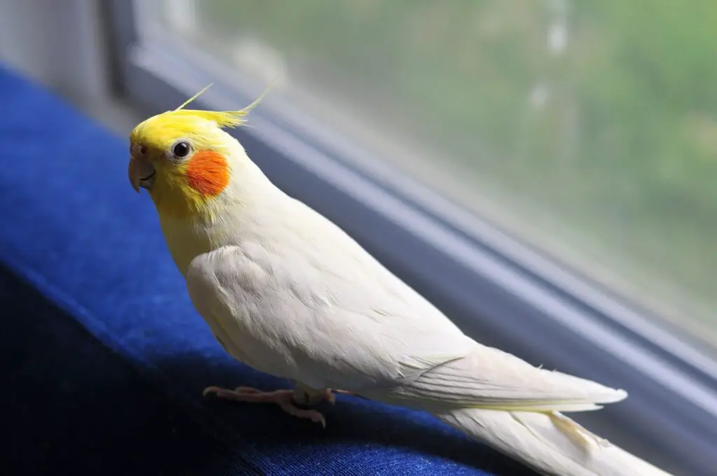 What Is The Lifespan Of A Cockatiel