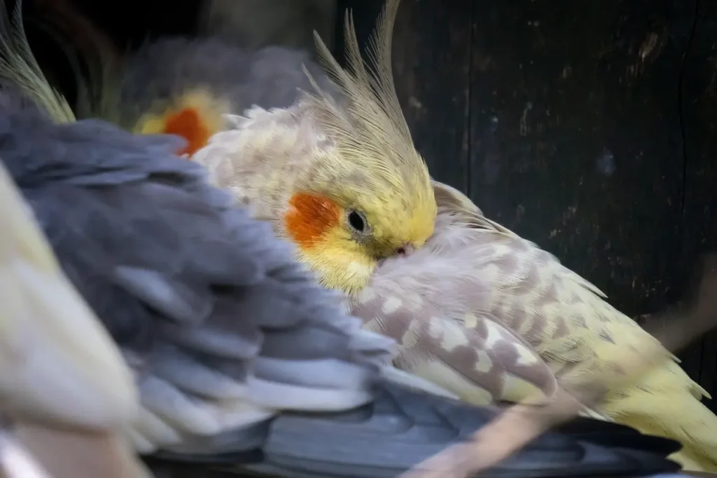 How Do Cockatiels See