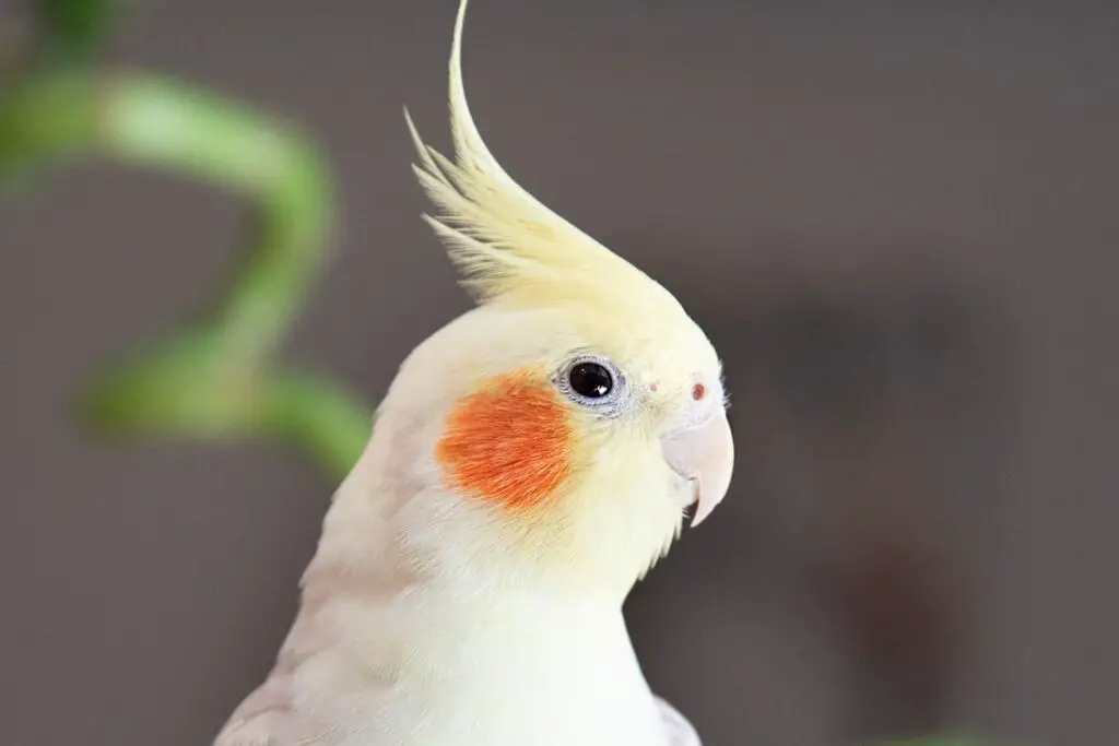 Do Female Cockatiels Sing