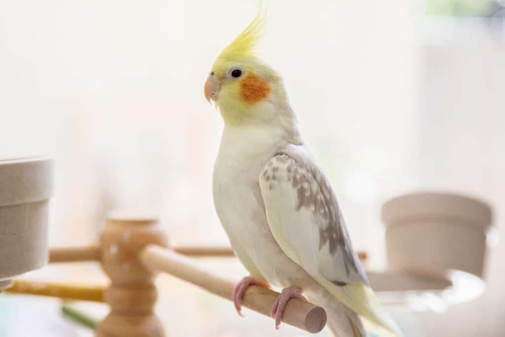 What Is The Lifespan Of A Cockatiel