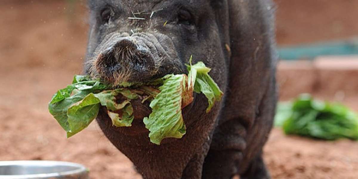 How Much Do Pigs Eat A Day