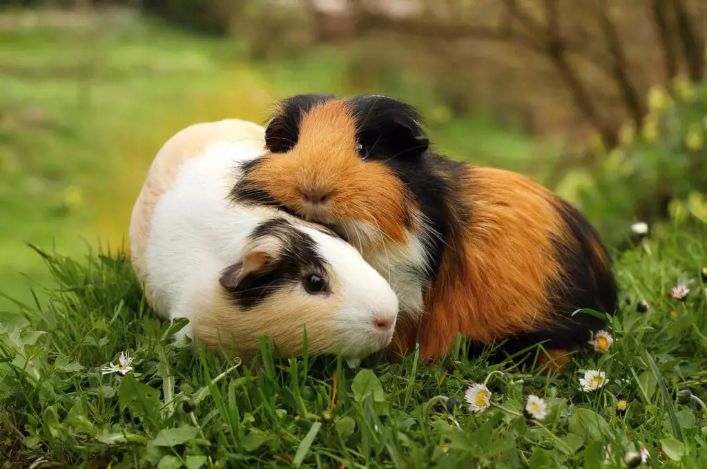 What Do Guinea Pigs Need In Their Cage