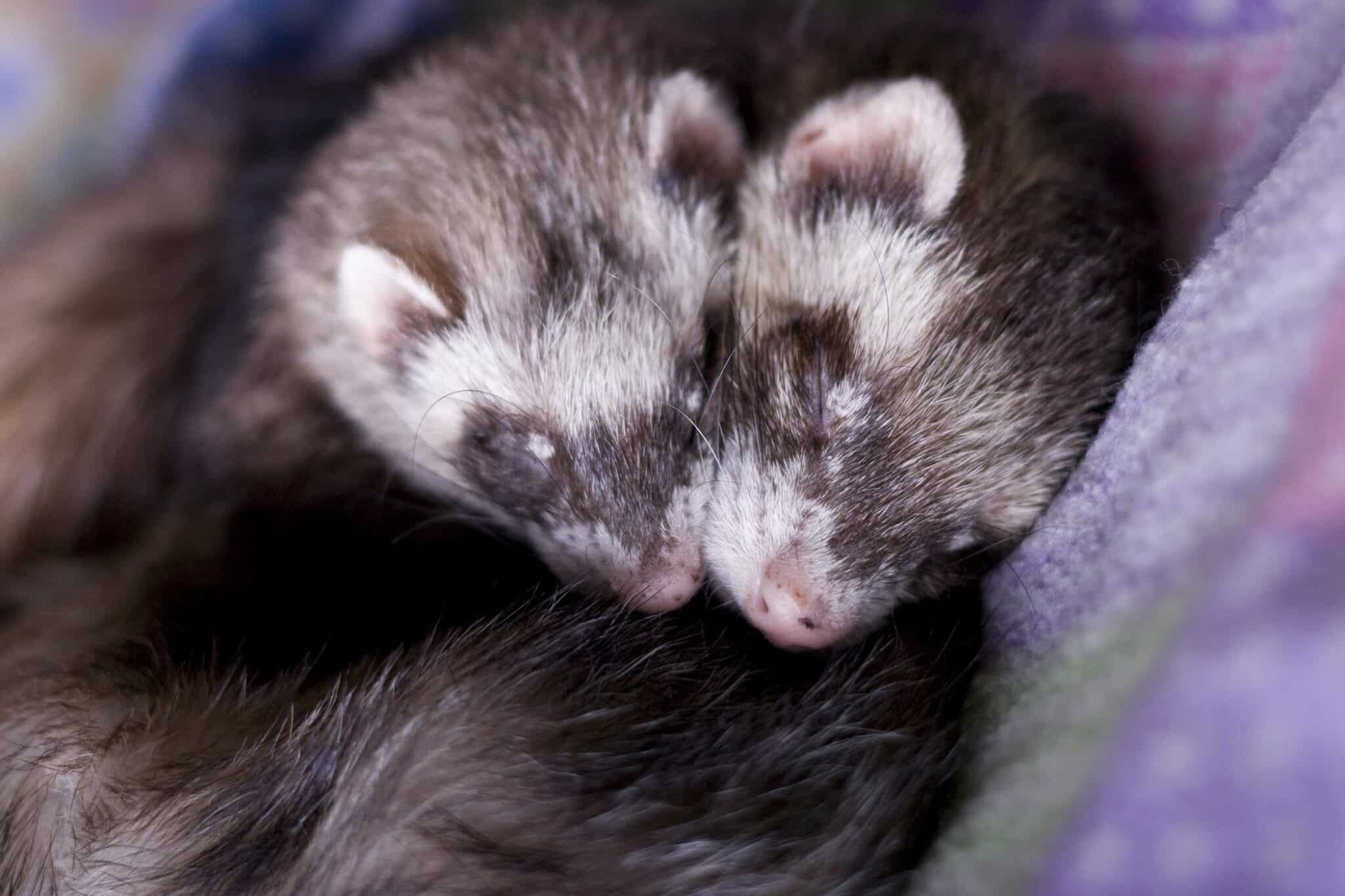 Are Ferrets Friendly