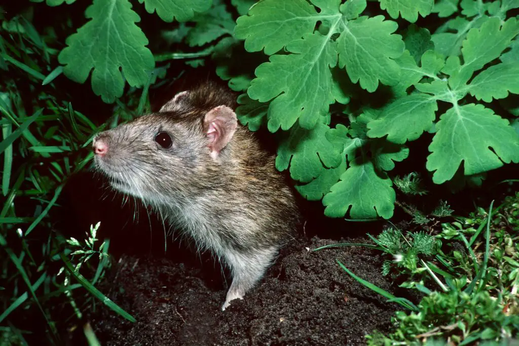 How To Keep Rats Out Of Garden