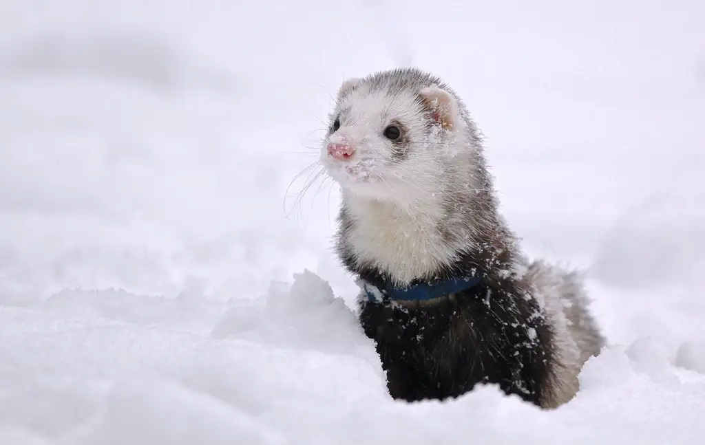 Can Ferrets Play In Snow