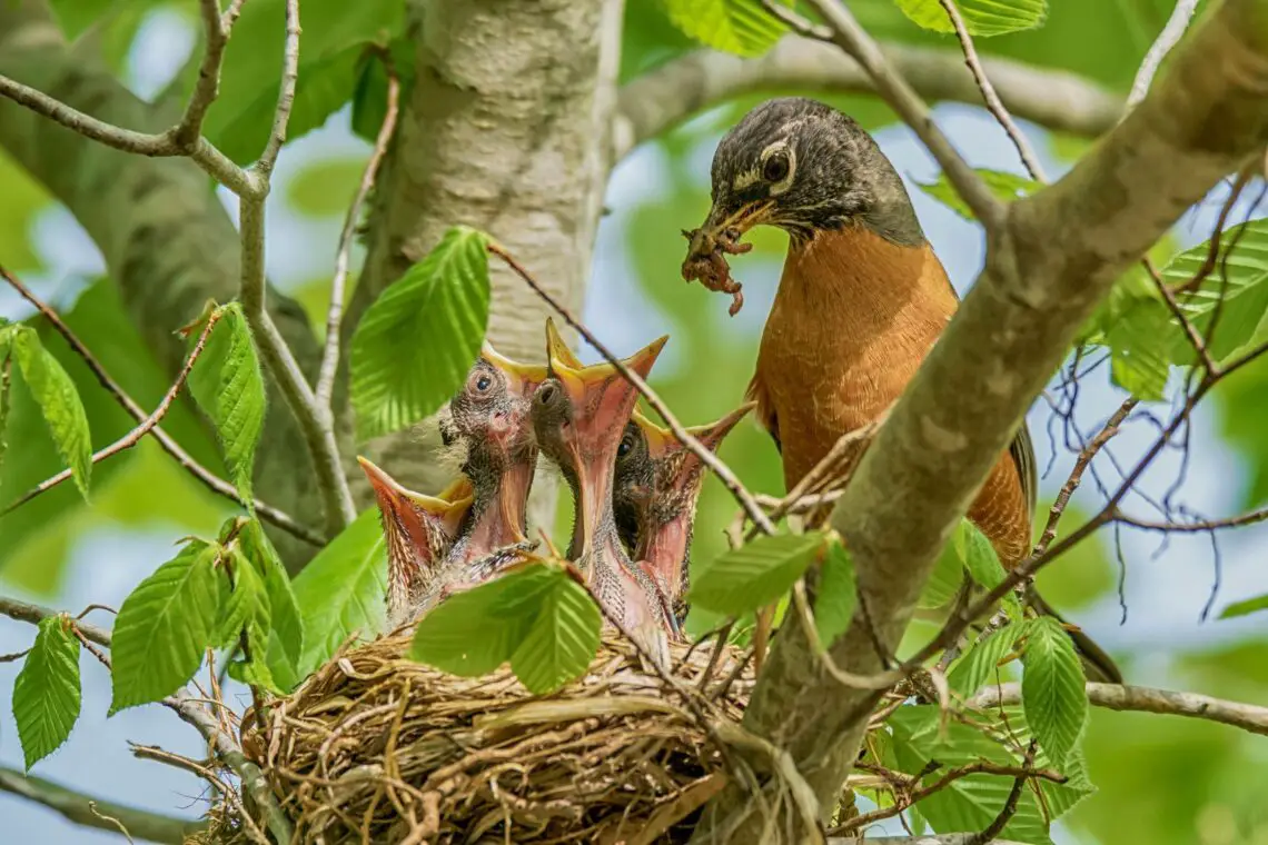 What Do Baby Robins Eat