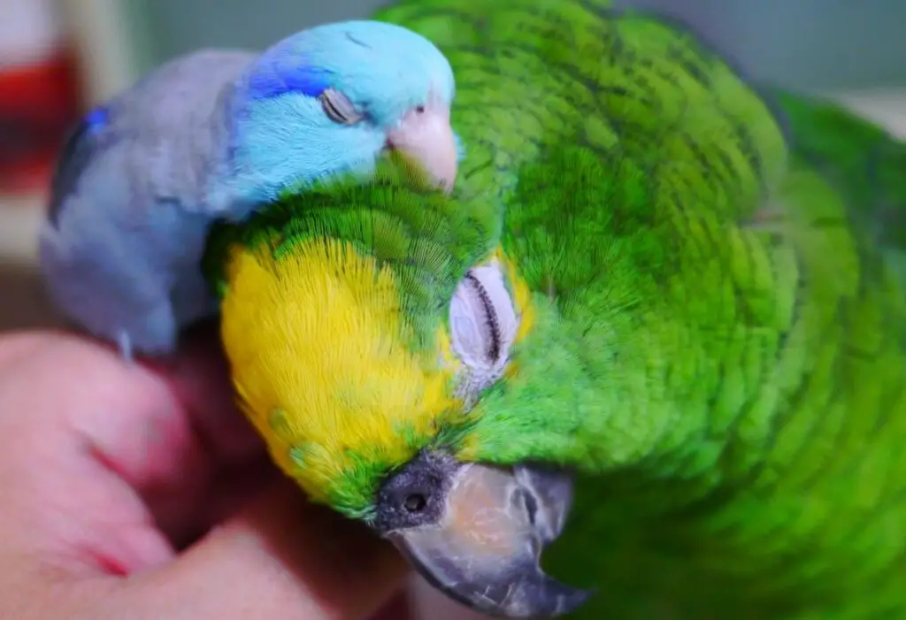 How Do Parakeets Sleep