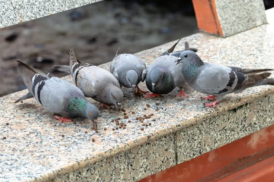 What Does Wild Pigeons Eat