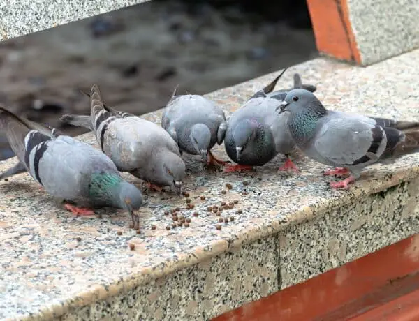 What Does Wild Pigeons Eat