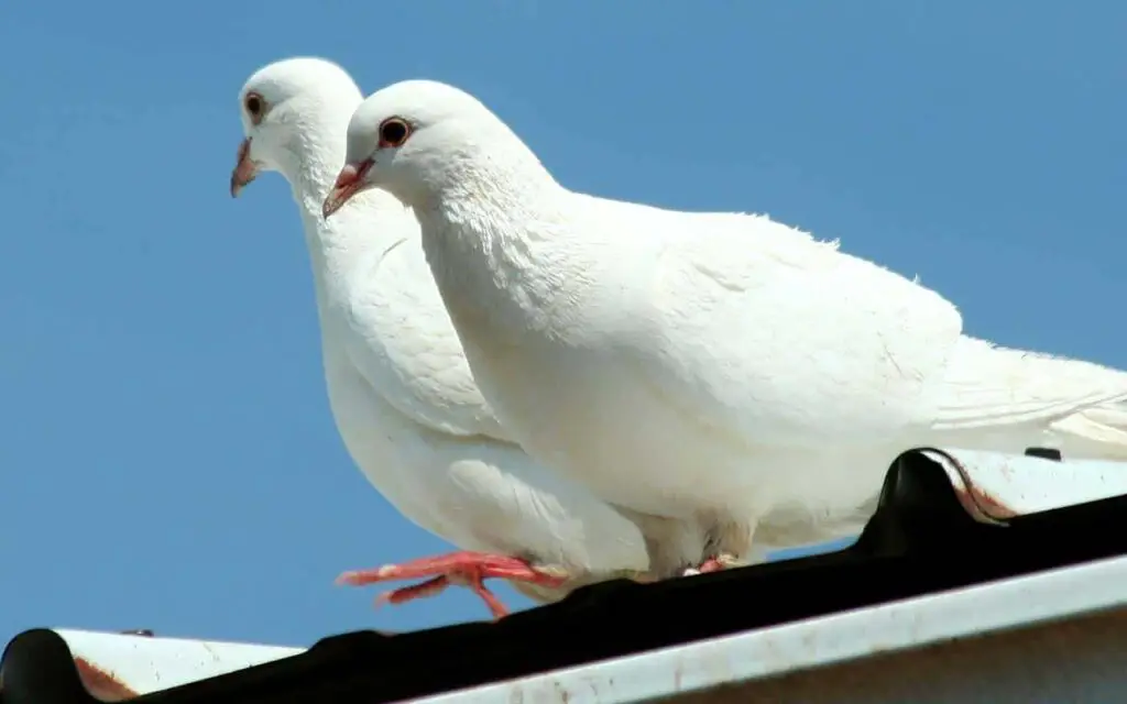 What Do Pigeons Symbolize