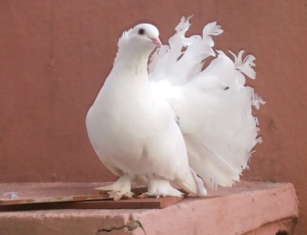 Are White Pigeons Rare