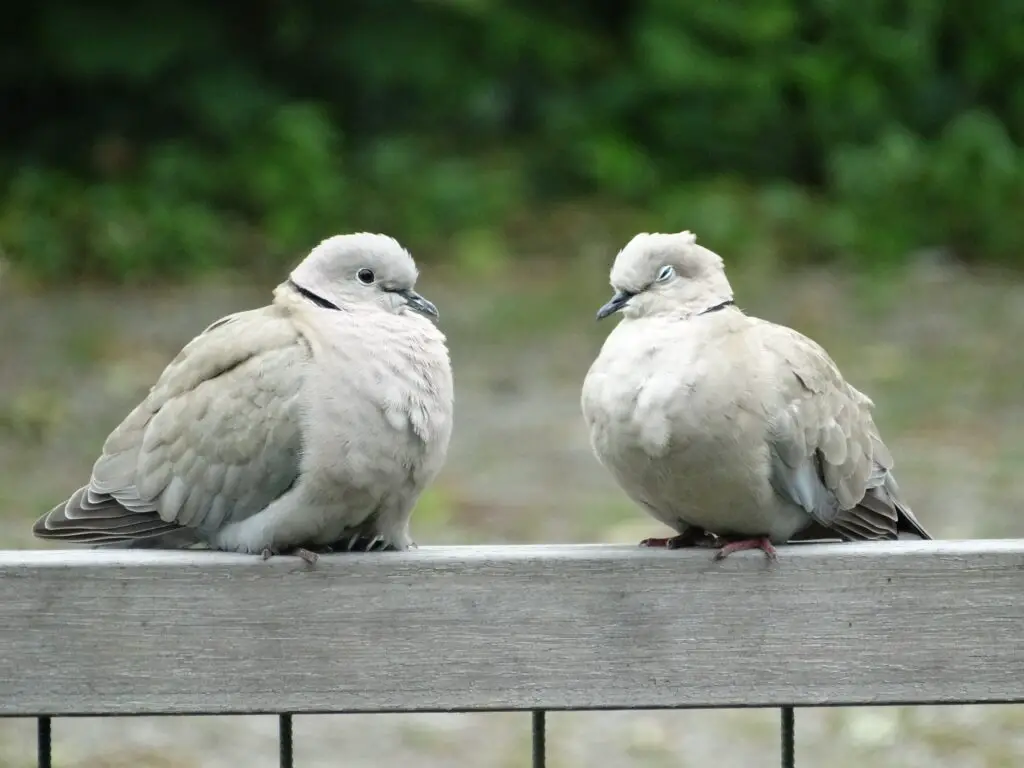 Are Doves And Pigeons The Same