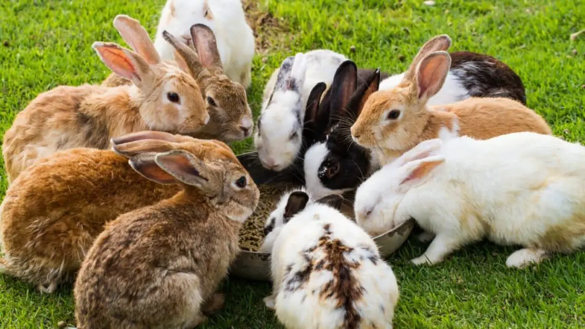How Many In A Litter Of Rabbits