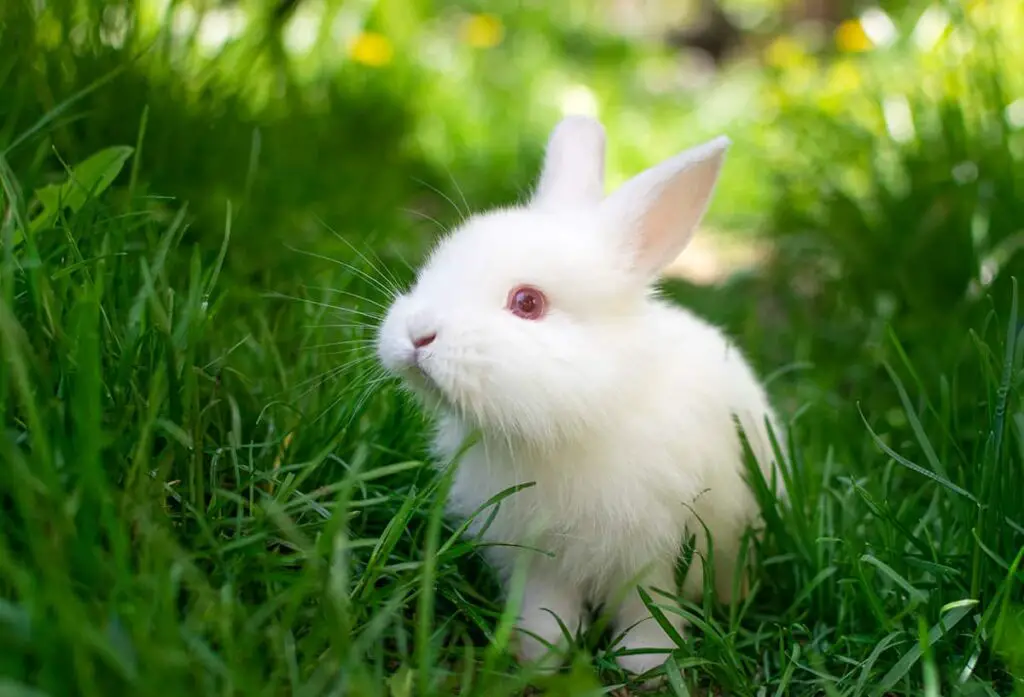 What Do Rabbits Symbolize
