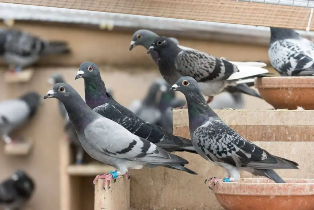 Are Pigeons Considered Pests