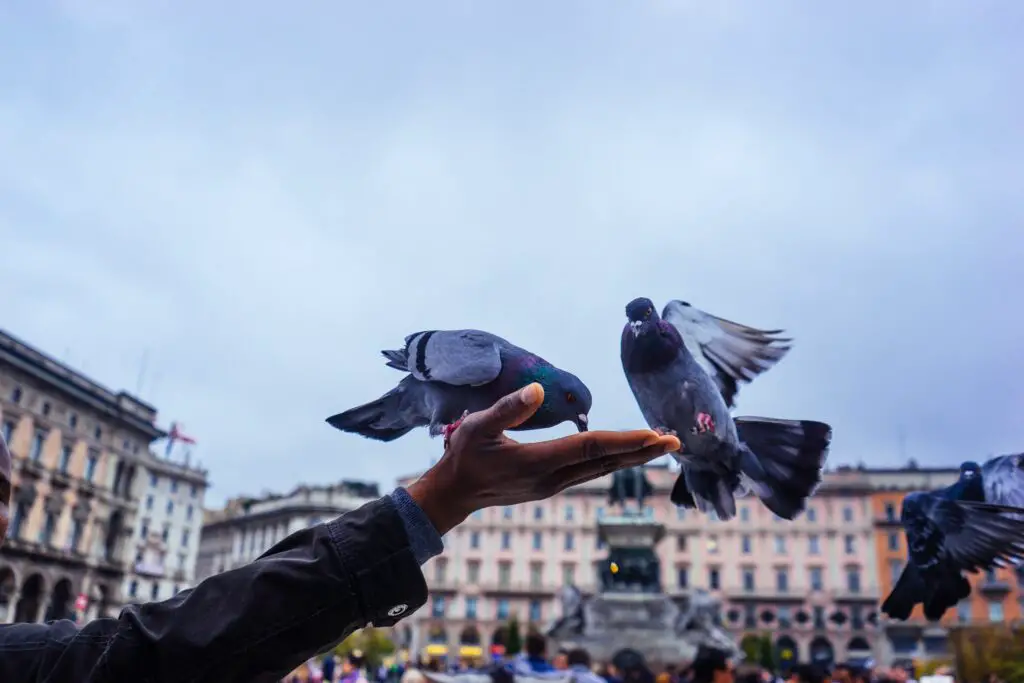 Can Pigeons Get Rabies