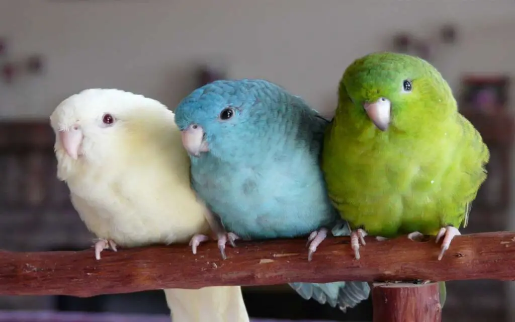 Are Parakeets Territorial