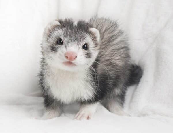 How Many Types Of Ferrets Are There