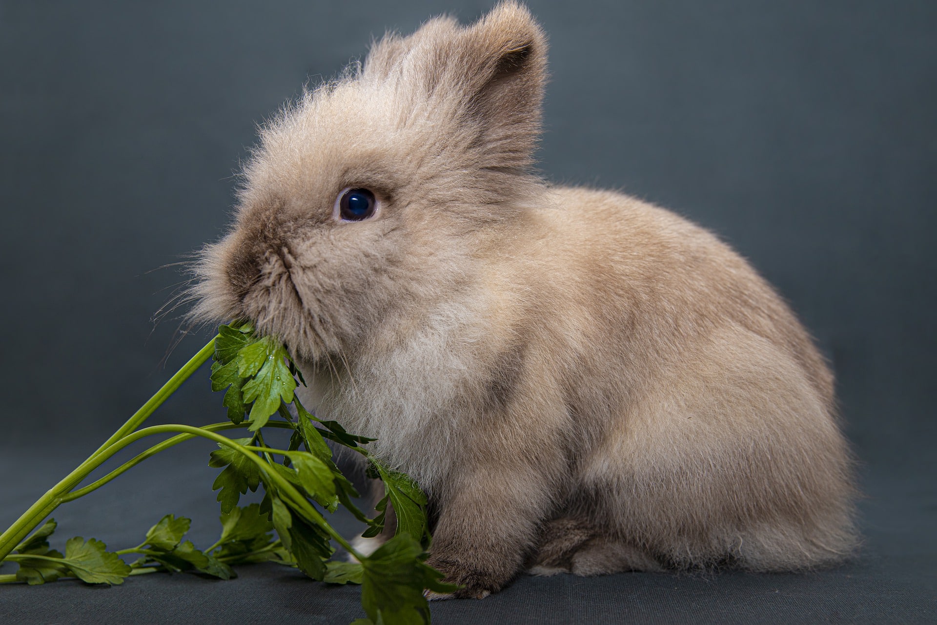 Are Rabbits Omnivores