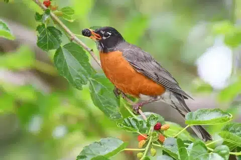 What Fruit Do Robins Eat