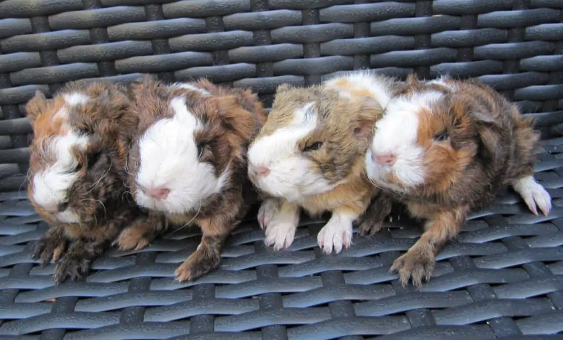 How Many Babies Do Guinea Pigs Have