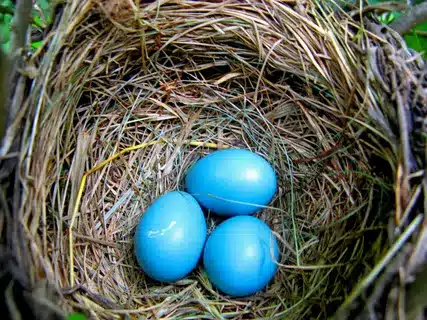 What Makes Robin Eggs Blue