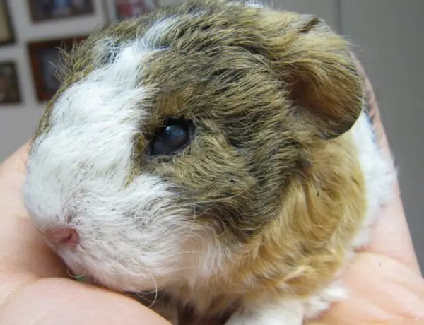 How To Treat Mites On Guinea Pigs