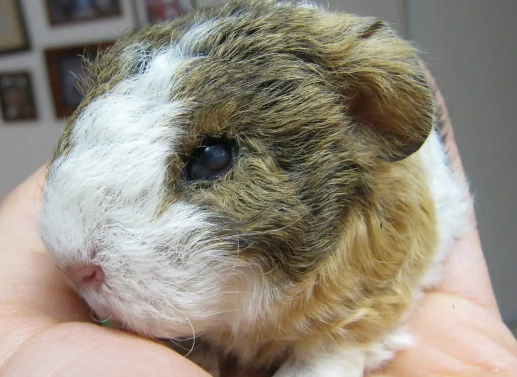 How To Treat Mites On Guinea Pigs