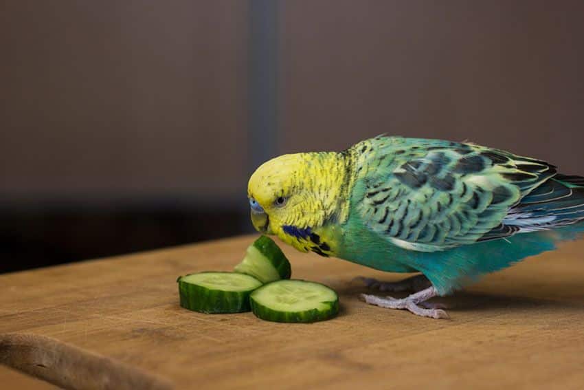 What Vegetables Can Cockatiels Eat