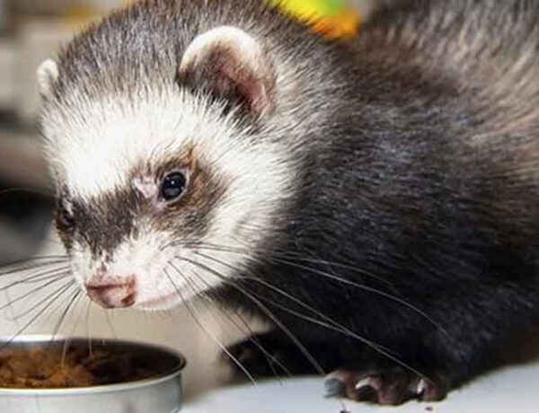 What Fruits Can Ferrets Eat