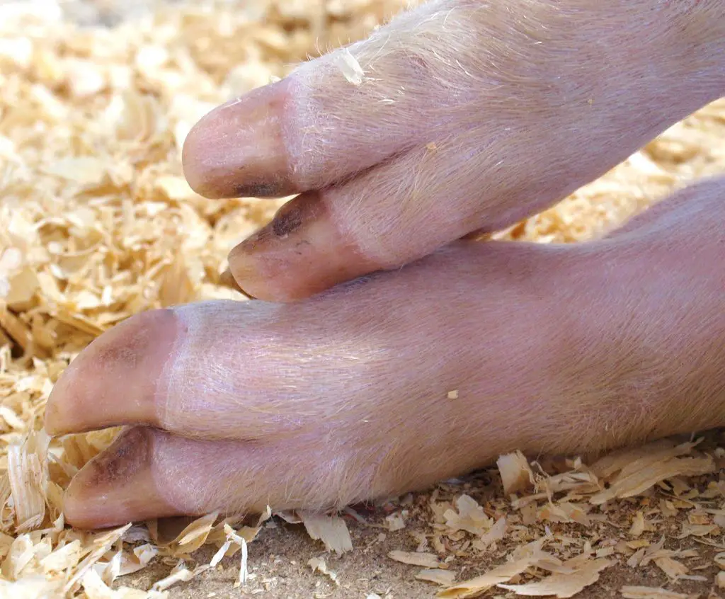 How Do Pigs Keep Their Feet Clean