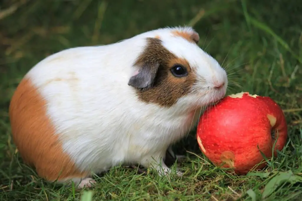 What Fruit Can Guinea Pigs Eat