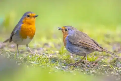 How Long Do Robins Live In The Wild