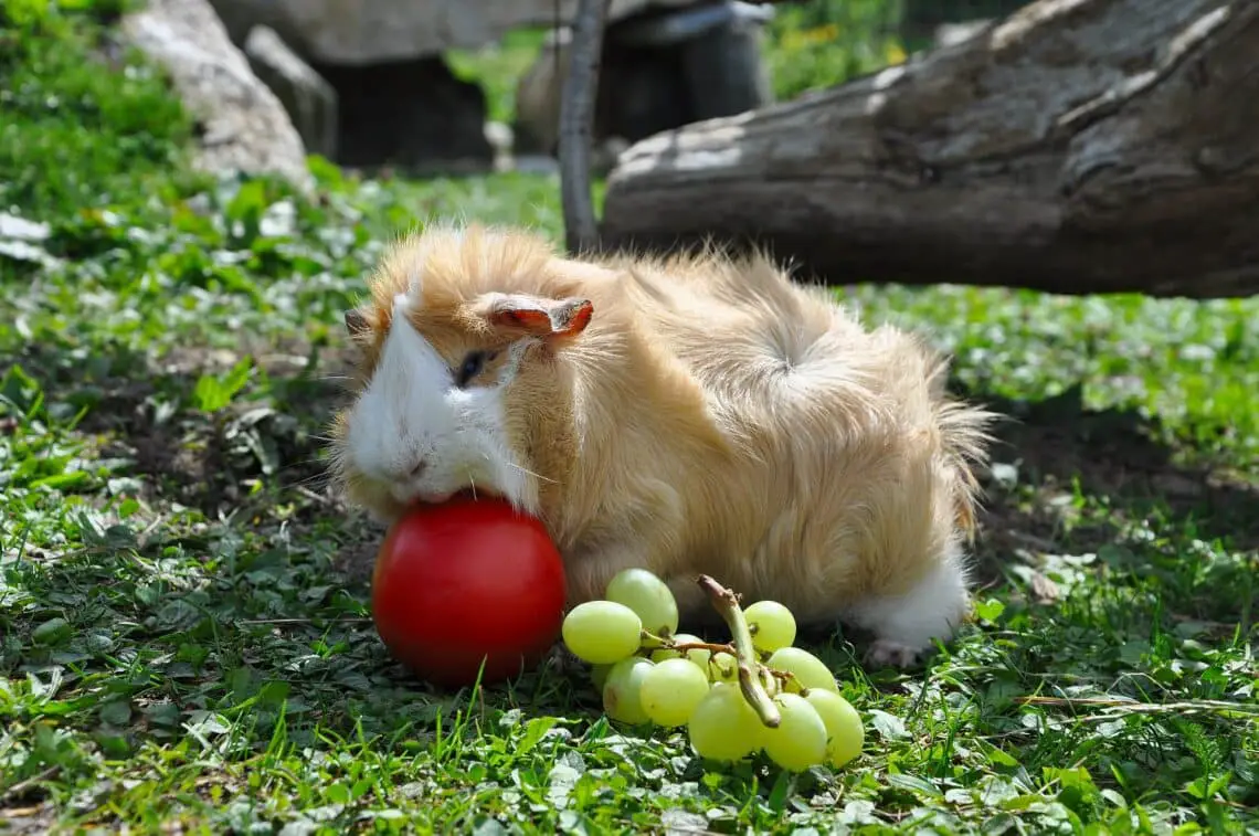What Fruit Can Guinea Pigs Eat