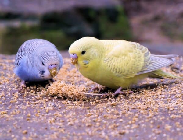What To Feed Parakeets