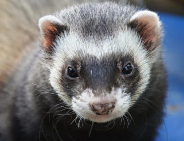 Do Ferrets Need Another Ferret
