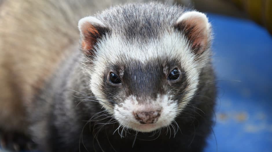 Do Ferrets Need Another Ferret