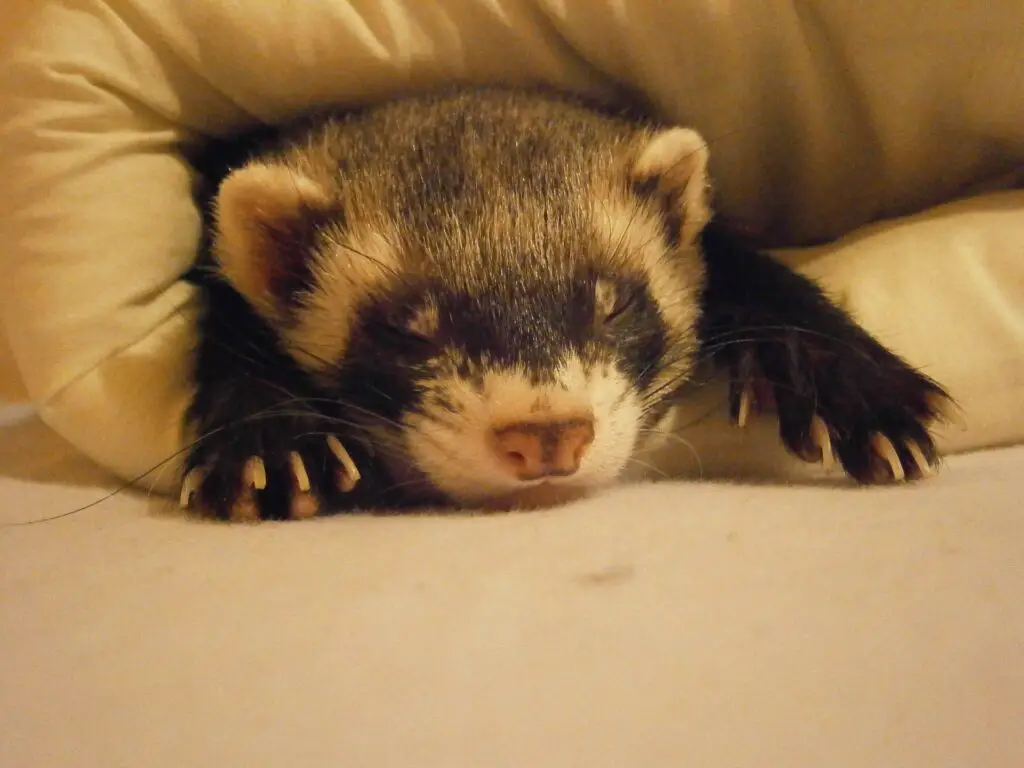 Do Ferrets Sleep More In The Winter