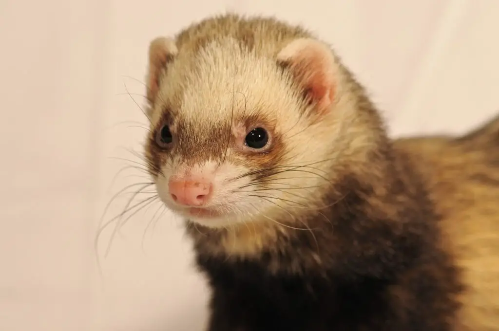 Are Ferrets Blind