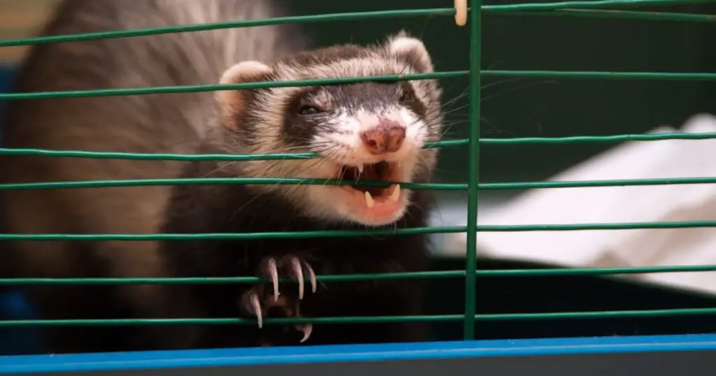 What Do Ferrets Need In Their Cage