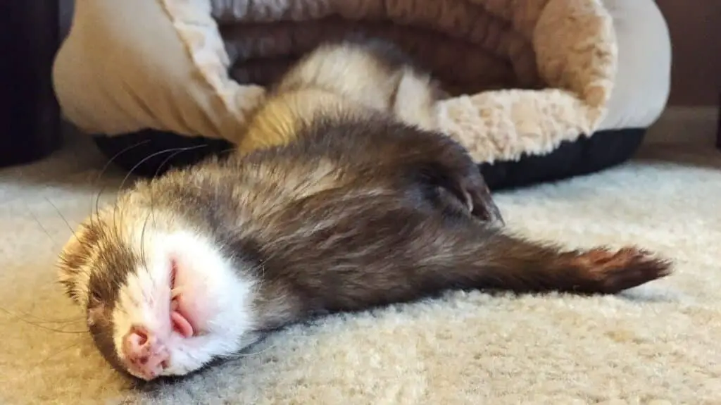 Do Ferrets Sleep A Lot