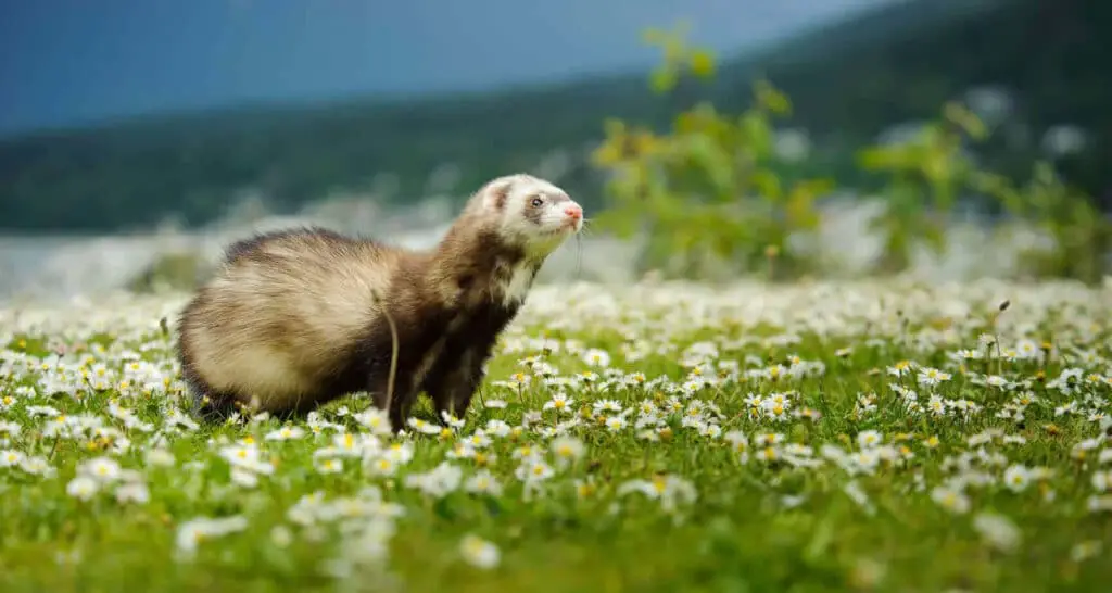 Can Ferrets Live Outside